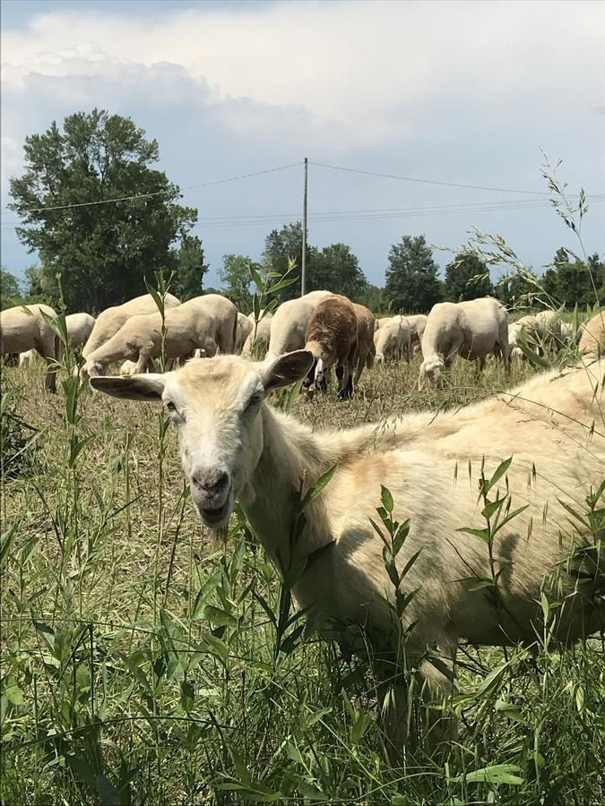 فندق بونتي سول مينشيوفي  Agriturismo Corte Salandini المظهر الخارجي الصورة